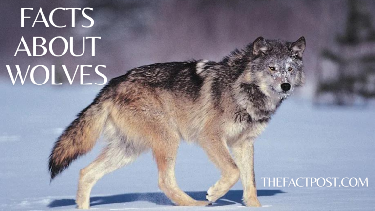 Facts About Wolves