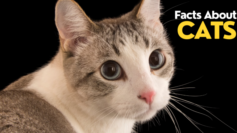 Facts About Cats