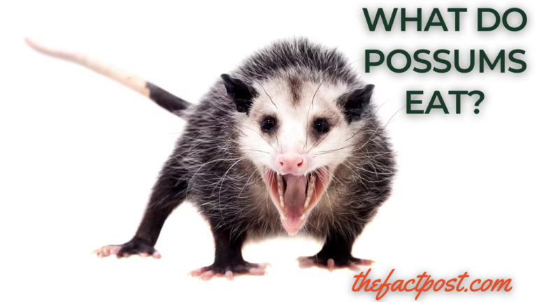 what do possums eat